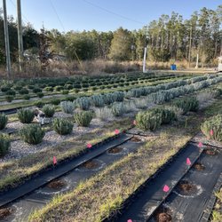 Southern Grace Lavender Farm - Lavender