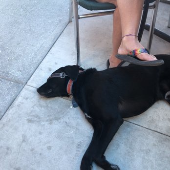 White Elephant Pub - Dog friendly - American Near Me - Englewood, Florida White Elephant Pub - Dog friendly - American Near Me - Englewood, Florida