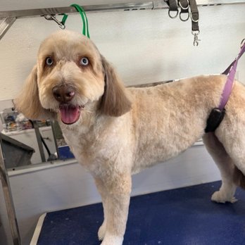 Zoey’s Paw Friends - Luna Groom - Pet Groomers Near Me - Georgetown, Texas