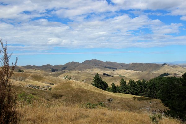 Te Mata Peak by null