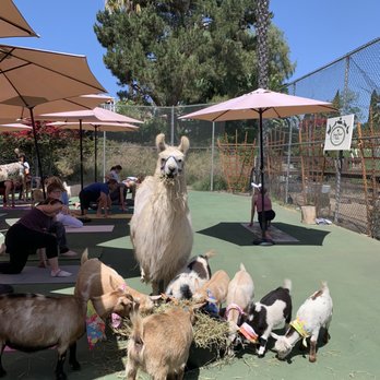 Sugar Sweet Farm - Attraction Farms Near Me