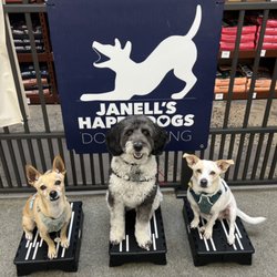 Janell's Happy Dogs - Come train with Janell's Happy Dogs in Pet Food Express in San Francisco. We would love to meet you! Woof!!!