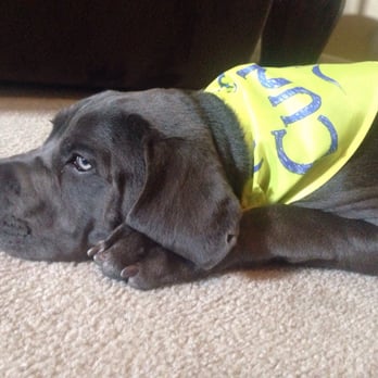 PetSmart Dog Training - My baby Blue after his morning at PetSmart! - Pet Stores Near Me - Augusta, Georgia