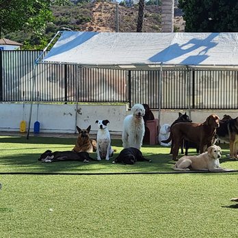 The Animal Keeper - My black and white staffy, Merica - Pet Training Near Me - Oceanside, California The Animal Keeper - My black and white staffy, Merica - Pet Training Near Me - Oceanside, California