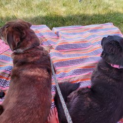 Scottish Festival and Highland Games - Chilling in the shade.