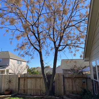Ramos Landscaping - Tree before - Landscaping Near Me