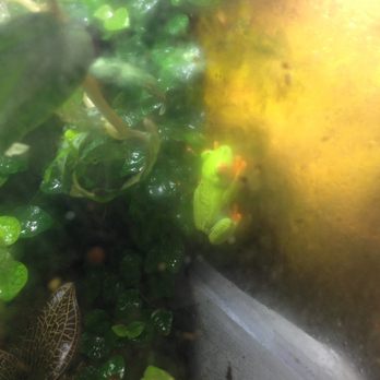 Tropical Treasures - Red Eye Tree Frog - Local Fish Stores Near Me - Phoenix, Arizona