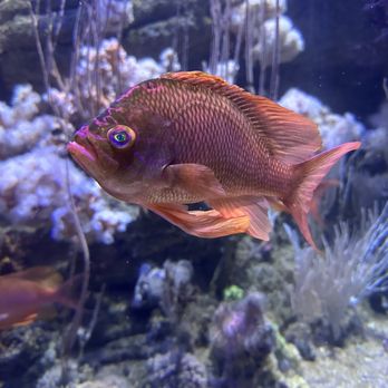 Oceanogràfic - Aquariums Near Me - Valencia, V