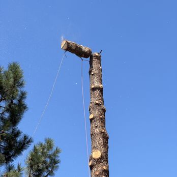 Timber Stand Improvement - Tree Services Near Me Timber Stand Improvement - Tree Services Near Me