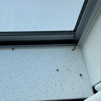 SpringHill Suites by Marriott Montgomery Prattville/Millbrook - Dead Bugs - Hotels Near Me - Millbrook, Alabama SpringHill Suites by Marriott Montgomery Prattville/Millbrook - Dead Bugs - Hotels Near Me - Millbrook, Alabama