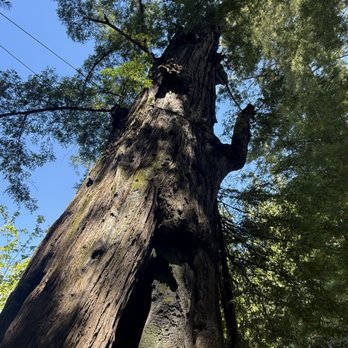 Shrine Drive Thru Tree - Landmarks & Historical Buildings Near Me - Meyers Flat, California