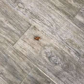 Comfort Suites Gainesville - Roach in the front lobby. - Hotels Near Me - Gainesville, Texas