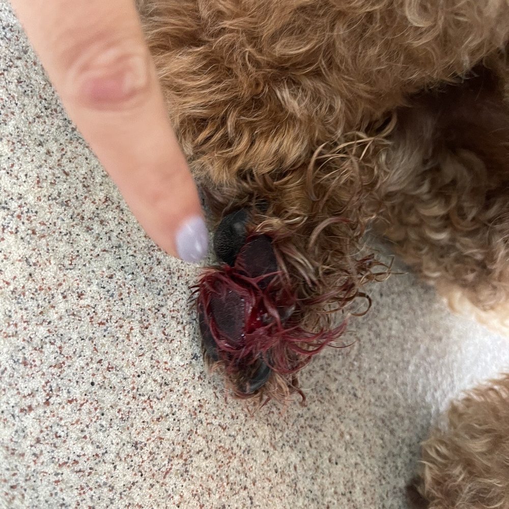 Deep gashes from groomer Deep gashes from groomer