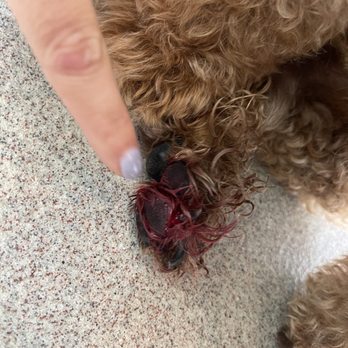 Miami's Pet Grooming - Deep gashes from groomer - Pet Groomers Near Me - Miami, Florida