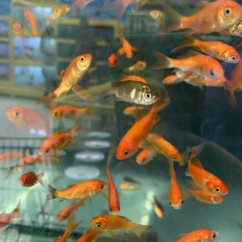 Pet Supplies Plus Hollywood - Pet Stores Near Me - Hollywood, Florida Pet Supplies Plus Hollywood - Pet Stores Near Me - Hollywood, Florida