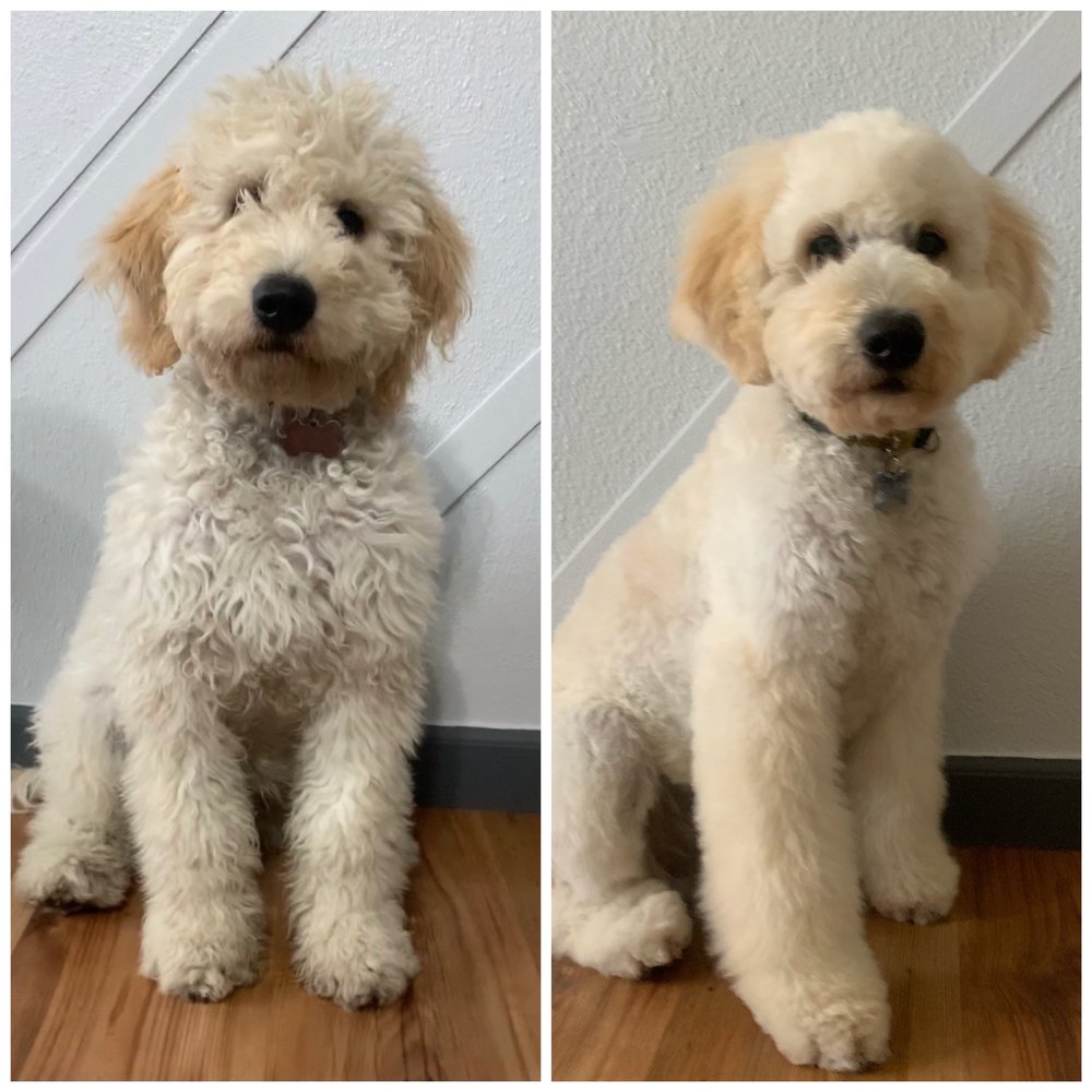 4 Dogs Grooming - Seven's before and after. He's ready for the warmer weather. - Pet Groomers Near Me - Torrance, California 4 Dogs Grooming - Seven's before and after. He's ready for the warmer weather. - Pet Groomers Near Me - Torrance, California