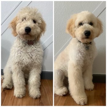 4 Dogs Grooming - Seven's before and after. He's ready for the warmer weather. - Pet Groomers Near Me - Torrance, California 4 Dogs Grooming - Seven's before and after. He's ready for the warmer weather. - Pet Groomers Near Me - Torrance, California