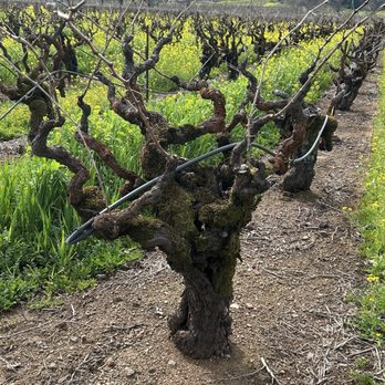 Platypus Wine Tours - Wineries Near Me - Napa, California
