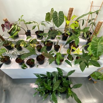 Burs Green Thumbs - Exotic houseplants - Florists Near Me - Coconut Creek, Florida