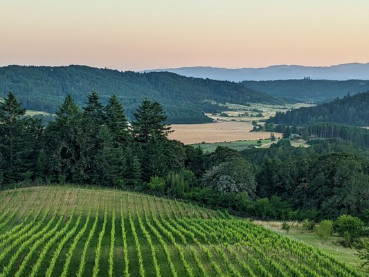 Youngberg Hill Inn & Winery by null