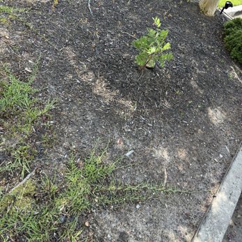 Sparta Lawn Care - Bed they're supposed to edge - Lawn Services Near Me - Columbia, South Carolina Sparta Lawn Care - Bed they're supposed to edge - Lawn Services Near Me - Columbia, South Carolina