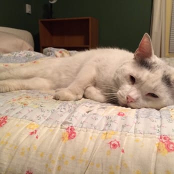 The Morrison House - Sebastian! He's so cute!! - Bed & Breakfast Near Me - Somerville, Massachusetts