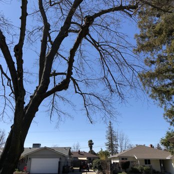 The Davey Tree Expert Company - Tree Services Near Me - Sacramento, California