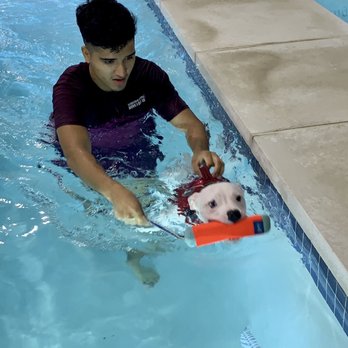 K9 Aquatic Center - Ghost, swimming with Alex - Rehabilitation Center Near Me - Potomac, Maryland