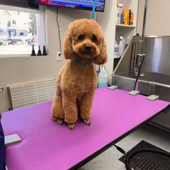 Red Desert Pet Grooming - Pet Groomers Near Me - La Verkin, Utah Red Desert Pet Grooming - Pet Groomers Near Me - La Verkin, Utah