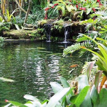 Angels Hatchery - Large Japanese Koi, Homestead, FL - Aquarium Services Near Me - Homestead, Florida