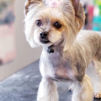 Nacoochee Poochie - Pet Groomers Near Me - Cleveland, Georgia Nacoochee Poochie - Pet Groomers Near Me - Cleveland, Georgia