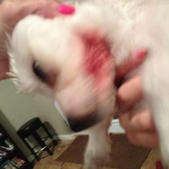 Groomingdales Paw Spa - This is from the cut on her cheek. It keeps bleeding from irritation. - Pet Boarding Near Me - Yucca Valley, California Groomingdales Paw Spa - This is from the cut on her cheek. It keeps bleeding from irritation. - Pet Boarding Near Me - Yucca Valley, California