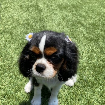Blue Pooch - Freshly groomed Cavalier King Charles spaniel with daisies in her hair - Pet Groomers Near Me - Los Angeles, California Blue Pooch - Freshly groomed Cavalier King Charles spaniel with daisies in her hair - Pet Groomers Near Me - Los Angeles, California
