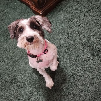 Petsense - Pet Groomers Near Me - Magnolia, Texas Petsense - Pet Groomers Near Me - Magnolia, Texas