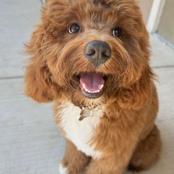 Pet Supplies Plus New Braunfels - Puppy after getting groomed - Pet Groomers Near Me - New Braunfels, Texas Pet Supplies Plus New Braunfels - Puppy after getting groomed - Pet Groomers Near Me - New Braunfels, Texas