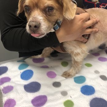 Pacific Pet Hospital - Veterinarians Near Me - Chula Vista, California Pacific Pet Hospital - Veterinarians Near Me - Chula Vista, California