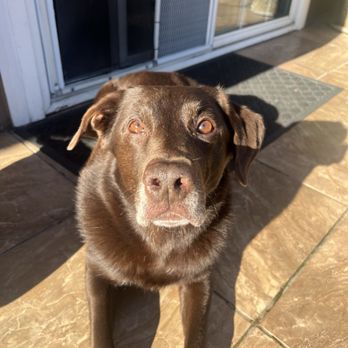 Lush Spaw - Moose - Pet Groomers Near Me - San Jose, California