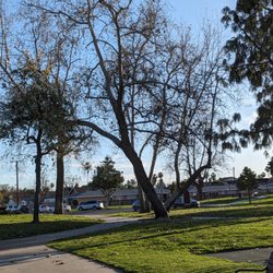 San Marino Park - Tree in the park