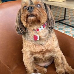 His hair after two weeks of grooming His hair after two weeks of grooming