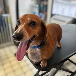 The Pet Pawlor By Rosemary
