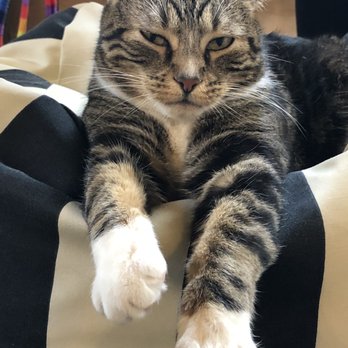 NEKO: A Cat Cafe - Themed Cafes Near Me - Seattle, Washington NEKO: A Cat Cafe - Themed Cafes Near Me - Seattle, Washington