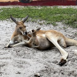 Grand Edventures - Mama and baby Kangaroo :)