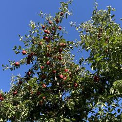 Barthel Fruit Farm