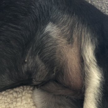 Sweet Pea Grooming - Pet Groomers Near Me - San Diego, California