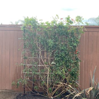 Moon Valley Nurseries - Cape Honeysuckle bush - Nurseries & Gardening Near Me - Murrieta, California