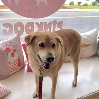 PinkDog Playgroups & Spa - Pet Groomers Near Me - Acton, Massachusetts PinkDog Playgroups & Spa - Pet Groomers Near Me - Acton, Massachusetts