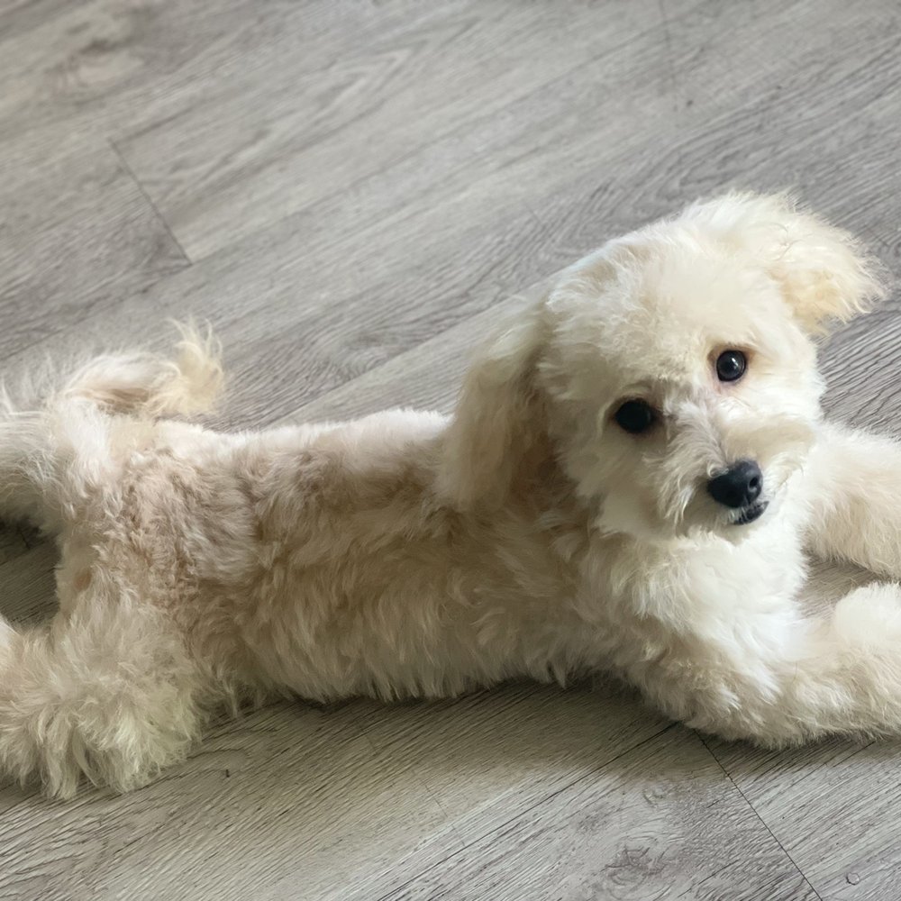 4 Dogs Grooming - After grooming - Pet Groomers Near Me - Torrance, California 4 Dogs Grooming - After grooming - Pet Groomers Near Me - Torrance, California