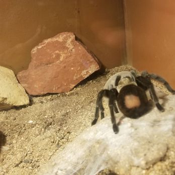 Heritage Park Zoological Sanctuary - Spidey - Zoos Near Me - Prescott, Arizona