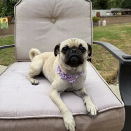 Chilling in the backyard after her grooming. Feeling clean and fresh. Chilling in the backyard after her grooming. Feeling clean and fresh.