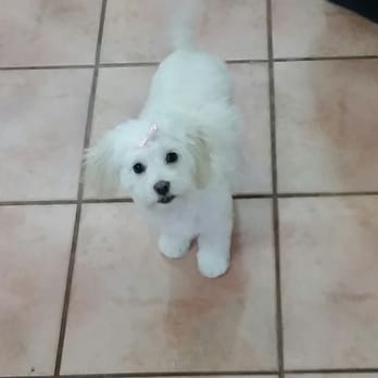Messy Mutt - Pet Groomers Near Me Messy Mutt - Pet Groomers Near Me